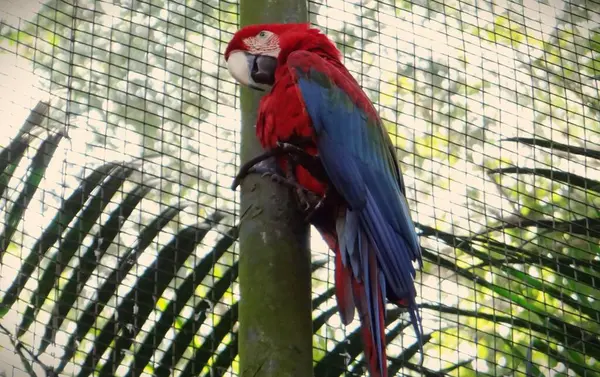 Kuş parkında kırmızı bir papağan.