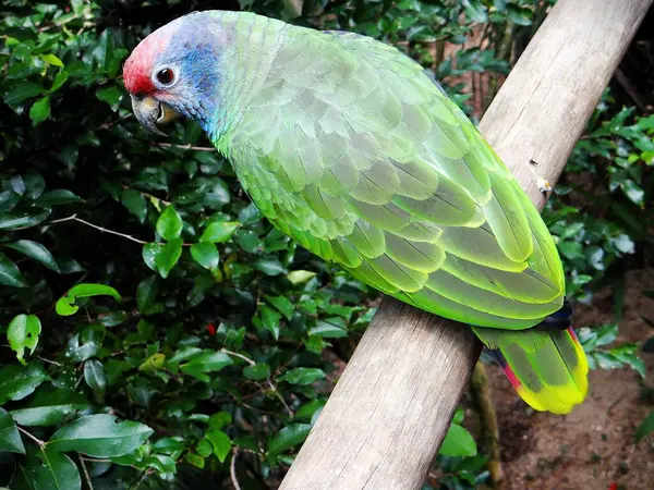 Kuş parkında yeşil papağan