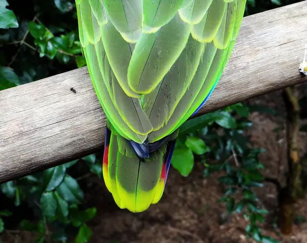 Yüksek çözünürlüklü papağan kuyruğu