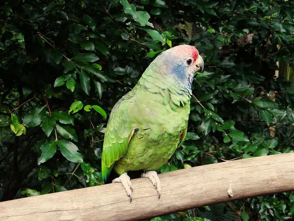 Kuş parkında bir papağan.