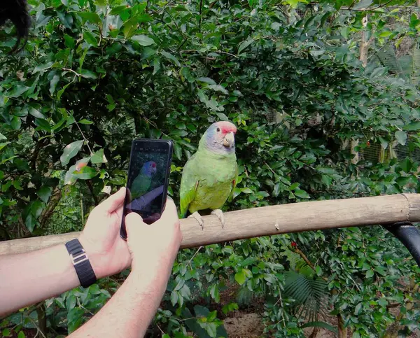 Papağan fotoğrafının fotoğrafı.