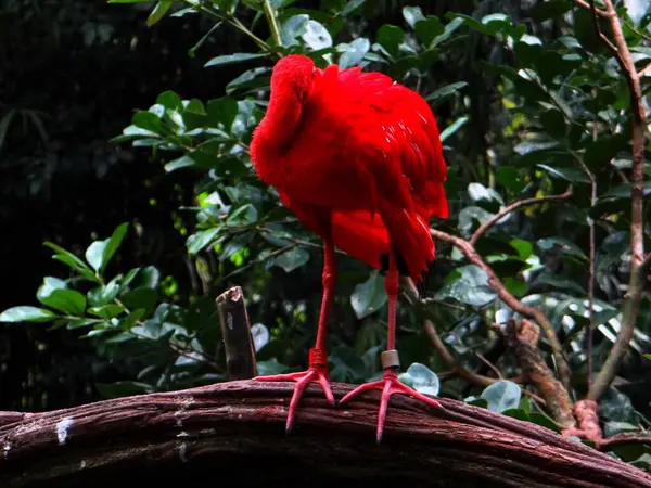 Kırmızı aynaklar kuş parkında kaşınıyor.