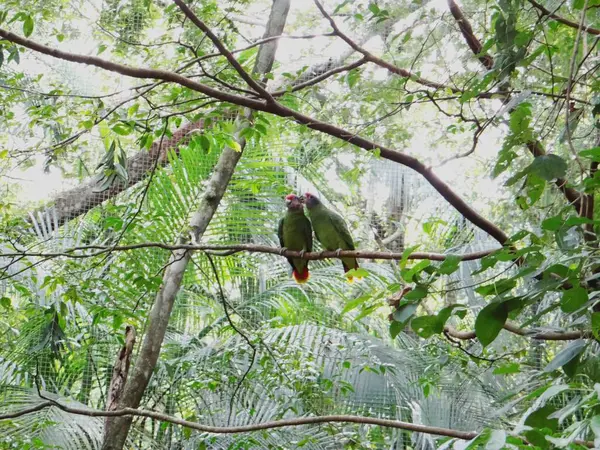 Bir çift papağan kuş parkında fotoğraf çektirmek için poz veriyor. Romantik bir fotoğraf.