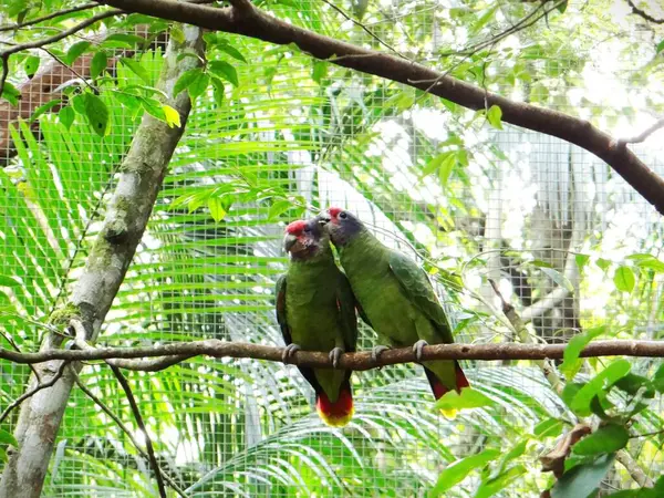 Bir çift papağan kuş parkında fotoğraf çektirmek için poz veriyor. Romantik bir fotoğraf.