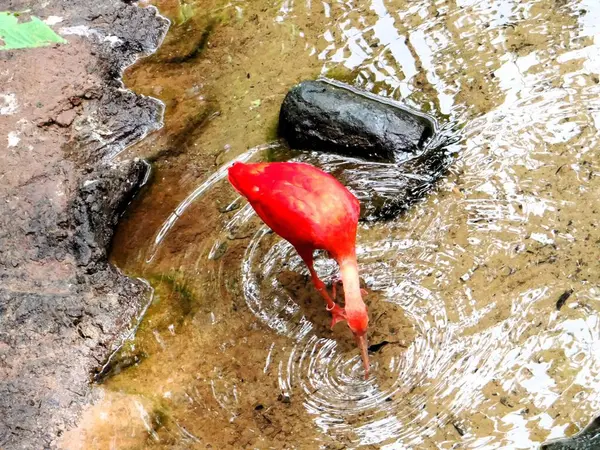 Sonbahar yaprakları, sonbahar bitkileri