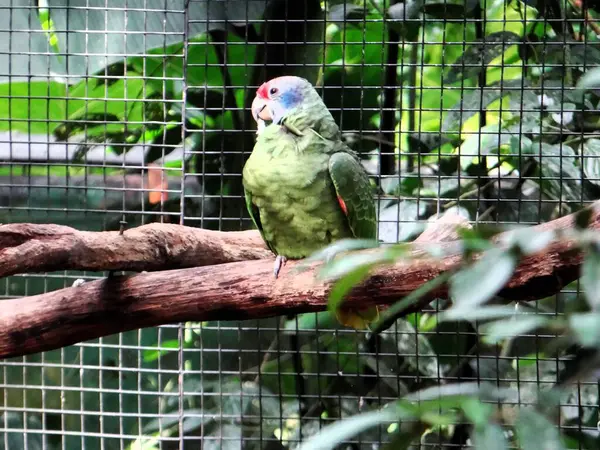 Kuş parkındaki ağaçtaki papağanın fotoğrafı.