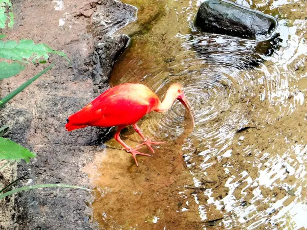 Kuş parkındaki gölde su içen bir Ibis.