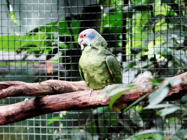 Üç yalnız papağan.