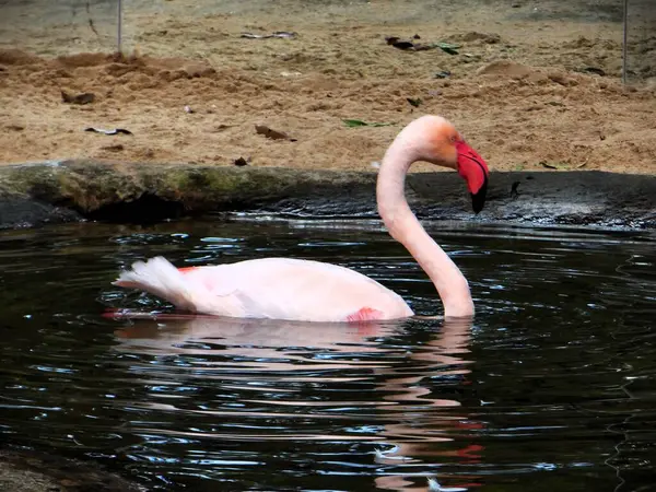 Kuş parkında gölde yüzen bir flamingo.