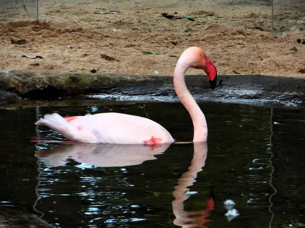 Kuş parkında gölde yüzen bir flamingo.