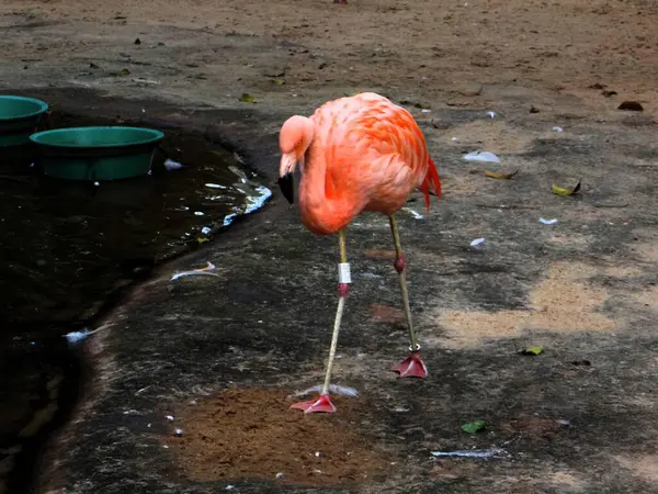 Kuş parkında göl kenarında yürüyen pembe bir flamingo.