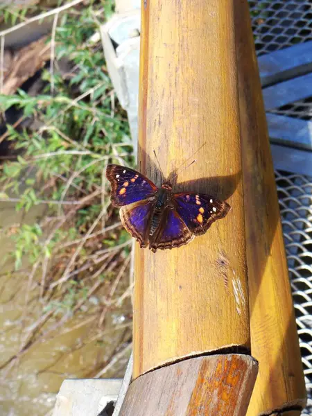 Tahta arka planda güzel bir kelebek