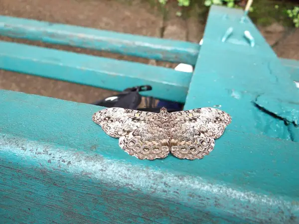 Tahta bir arka planda kelebek