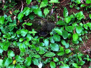 Brezilya Curitiba 'da orman zemininde canlı yeşil yapraklar seriliyor..