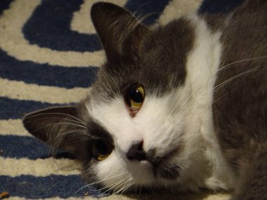 Sarı gözlü, tüylü, iki renkli bir kedi yukarıdaki bir şeye dikkatle bakar..