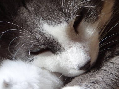 İki canlı yeşil papağan, yemyeşil bir yaprağın ortasında birbirine yakın bir dala tünemiş. Parlak tüyleri yapraklarla harmanlanır. Dinleniyor ya da güzelleşiyor gibi görünürler.