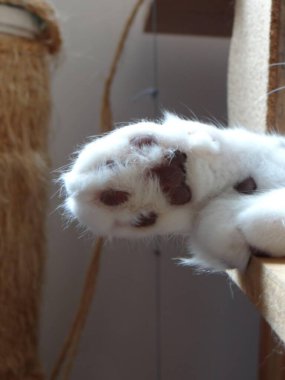 İki canlı yeşil papağan, yemyeşil bir yaprağın ortasında birbirine yakın bir dala tünemiş. Parlak tüyleri yapraklarla harmanlanır. Dinleniyor ya da güzelleşiyor gibi görünürler.