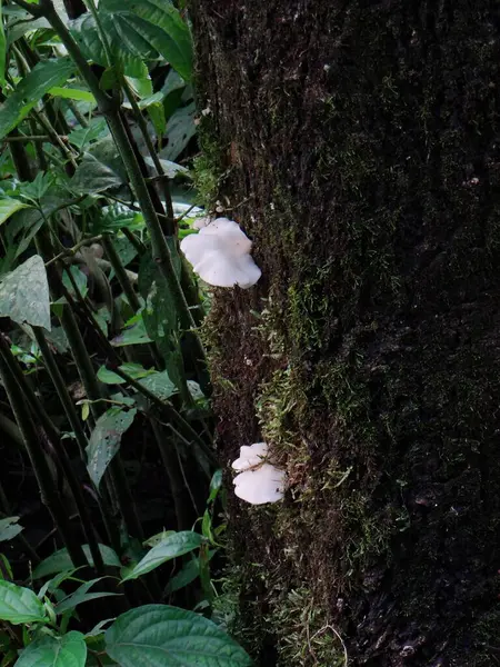 İki küçük, beyaz, rafa benzeyen mantar yemyeşil bir çevrede bir ağacın yosun kaplı kabuğunda yetişiyor..