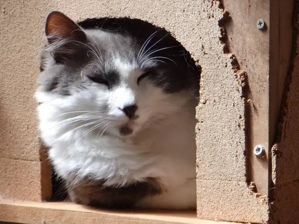 Kabarık gri ve beyaz bir kedi, tahta bir yapının içinde huzur içinde uyur..