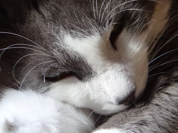 İki canlı yeşil papağan, yemyeşil bir yaprağın ortasında birbirine yakın bir dala tünemiş. Parlak tüyleri yapraklarla harmanlanır. Dinleniyor ya da güzelleşiyor gibi görünürler.