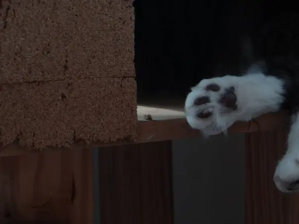 İki canlı yeşil papağan, yemyeşil bir yaprağın ortasında birbirine yakın bir dala tünemiş. Parlak tüyleri yapraklarla harmanlanır. Dinleniyor ya da güzelleşiyor gibi görünürler.