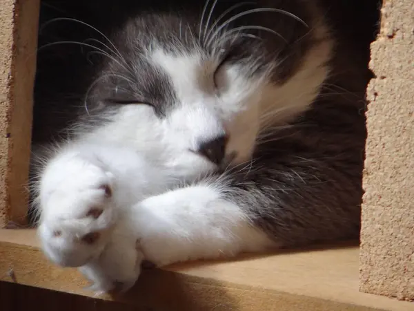 İki canlı yeşil papağan, yemyeşil bir yaprağın ortasında birbirine yakın bir dala tünemiş. Parlak tüyleri yapraklarla harmanlanır. Dinleniyor ya da güzelleşiyor gibi görünürler.