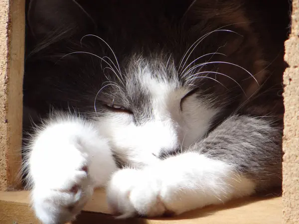 İki canlı yeşil papağan, yemyeşil bir yaprağın ortasında birbirine yakın bir dala tünemiş. Parlak tüyleri yapraklarla harmanlanır. Dinleniyor ya da güzelleşiyor gibi görünürler.