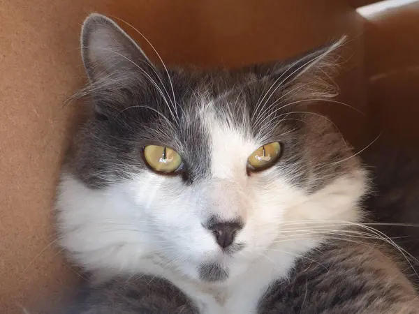 İki canlı yeşil papağan, yemyeşil bir yaprağın ortasında birbirine yakın bir dala tünemiş. Parlak tüyleri yapraklarla harmanlanır. Dinleniyor ya da güzelleşiyor gibi görünürler.