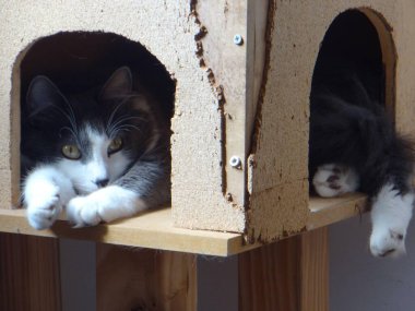 İki canlı yeşil papağan, yemyeşil bir yaprağın ortasında birbirine yakın bir dala tünemiş. Parlak tüyleri yapraklarla harmanlanır. Dinleniyor ya da güzelleşiyor gibi görünürler.