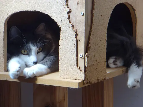 İki canlı yeşil papağan, yemyeşil bir yaprağın ortasında birbirine yakın bir dala tünemiş. Parlak tüyleri yapraklarla harmanlanır. Dinleniyor ya da güzelleşiyor gibi görünürler.