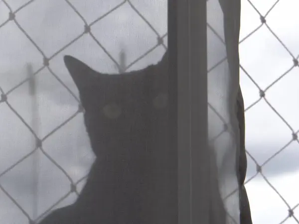 Gölgeli bir kedi figürü örgü bir ekranın arkasında kısmen görülebilir, gözleri belli belirsiz parlar..