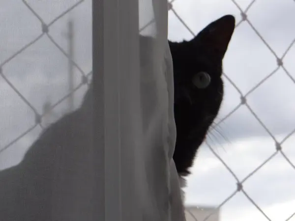 İki canlı yeşil papağan, yemyeşil bir yaprağın ortasında birbirine yakın bir dala tünemiş. Parlak tüyleri yapraklarla harmanlanır. Dinleniyor ya da güzelleşiyor gibi görünürler.