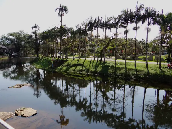 Huzurlu bir manzara, Nunes Nehri 'nin otlak kıyısında uzanan sayısız palmiye ağacının uzun ve ince siluetlerini yansıtır. Güneş ışığı yeşilde uzun gölgeler yaratır..