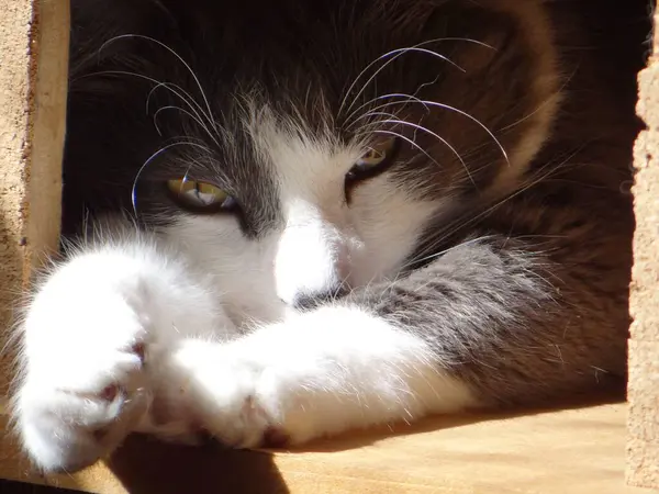 İki canlı yeşil papağan, yemyeşil bir yaprağın ortasında birbirine yakın bir dala tünemiş. Parlak tüyleri yapraklarla harmanlanır. Dinleniyor ya da güzelleşiyor gibi görünürler.