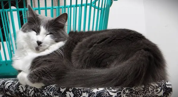 İki canlı yeşil papağan, yemyeşil bir yaprağın ortasında birbirine yakın bir dala tünemiş. Parlak tüyleri yapraklarla harmanlanır. Dinleniyor ya da güzelleşiyor gibi görünürler.