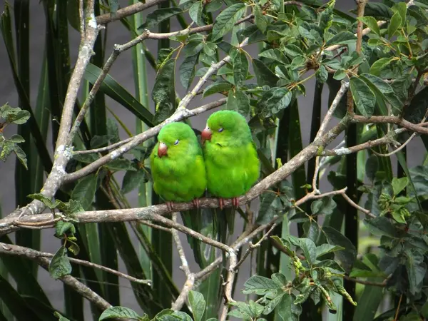 İki canlı yeşil papağan, yemyeşil bir yaprağın ortasında birbirine yakın bir dala tünemiş. Parlak tüyleri yapraklarla harmanlanır. Dinleniyor ya da güzelleşiyor gibi görünürler.