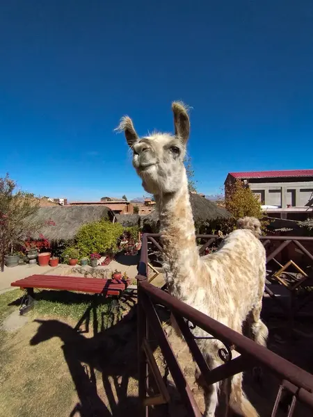 Çöldeki güzel beyaz lama
