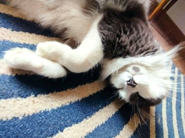 Rahat, siyah beyaz bir kedi, rahat, çizgili bir halıda huzur içinde uyur..