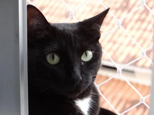 Güvenlik ağı ve sıcak çatı tonları ile çerçevelenmiş, pencereden dışarı bakan yeşil gözlü siyah bir kedinin yakın çekimi