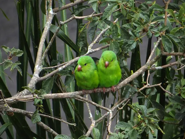İki canlı yeşil papağan, tropikal yapraklarla harmanlanmış yapraklı bir dala yakın oturuyor.