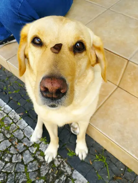 Tatlı bir Labrador Retriever sakince oturur. Gözlerinin arasında dengeli bir tedavi, etkileyici bir odak ve nazik bir mizaç sergiler. Ne iyi bir köpek.!