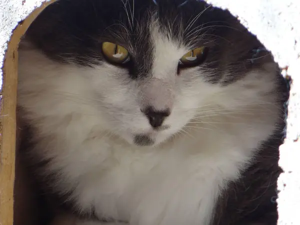 Gölgeli bir yerden dışarı bakan uzun saçlı bir kedinin yakın çekimi. Altın gözleri ve yumuşak beyaz kürkü var..