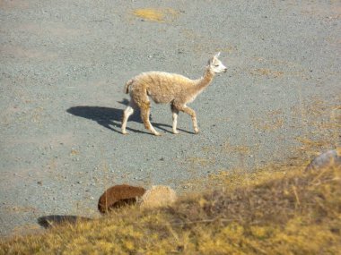 Açık kahverengi bir alpaka, çakıllı bir yüzeyde yürür ve gölge bırakır. Aşağıda, diğer iki camel otlak bir yamaçta otluyor..