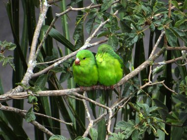 Görüntü, iki parlak yeşil papağanı yemyeşil yaprakların arasında bir dalda yan yana otururken gösteriyor. Papağanların canlı renkleri, etrafındaki yaprak ve dallarla çok güzel zıt.