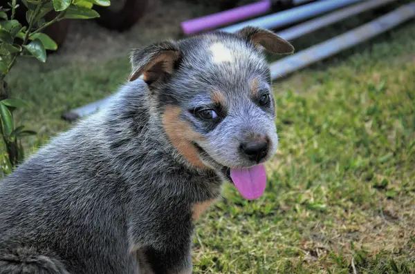 Şirin bir mavi düdüklü köpek yavrusu, dili dışarıda çimlerin üzerinde oturuyor, meraklı ve neşeli görünüyor..