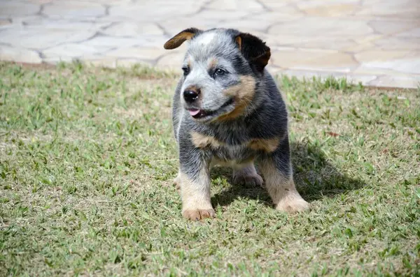 Neşeli bir Avustralya sığır çobanı köpek yavrusu çimlerin üzerinde güneşli bir günün tadını çıkarıyor.