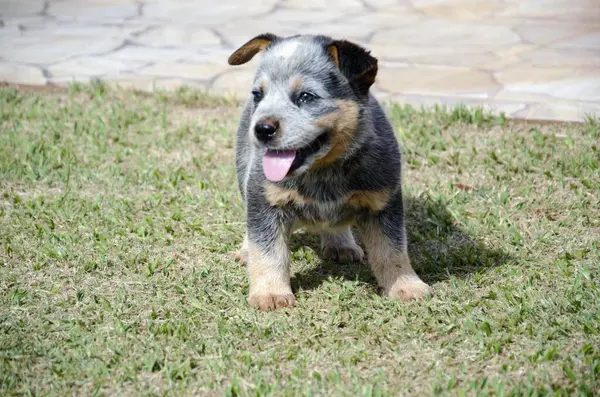 Şirin bir Blue Heeler köpeği çimlerin üzerinde dikiliyor, dili açık, güneşin tadını çıkarıyor..