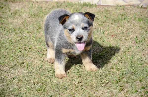 Güneşli bir günde dili dışarıda çimlerin üzerinde duran sevimli bir Avustralya sığır köpeği yavrusu..