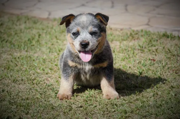 Sevimli bir mavi düve yavrusu çimenlerde oturur, dili dışarıda güneşli bir günün tadını çıkarır..