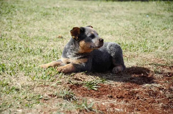Şirin bir Avustralya sığır çobanı köpek yavrusu güneşli bir günde çimlerin üzerinde yatıyor..